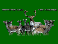 Fallow deer breeding